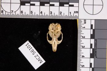 Media type: image;   Mammalogy 56101 Description: Digital Image;